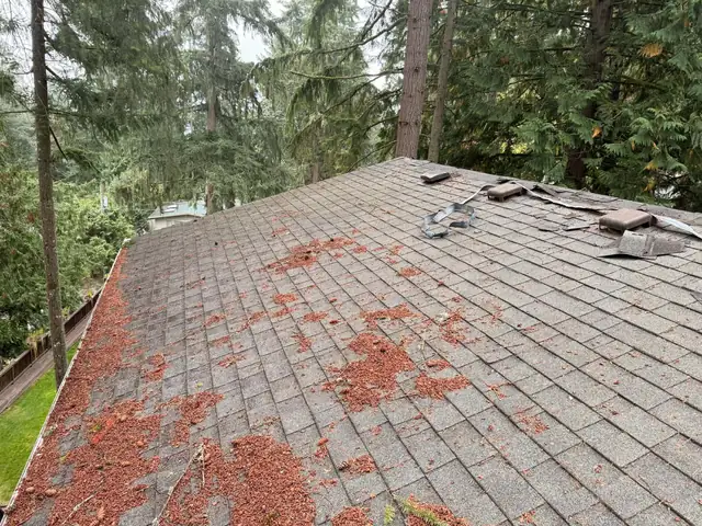 Old roof covered in fir debris before replacement